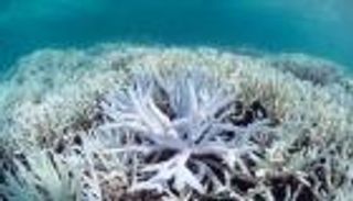 زيادة حادة في عدد موجات الحرارة التي طالت المحيطات