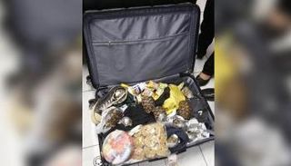 العثور على سلاحف مجهزة للتهريب في الفلبين