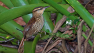 1700 نوع من الطيور والحيوانات مهددة بالانقراض بحلول 2070