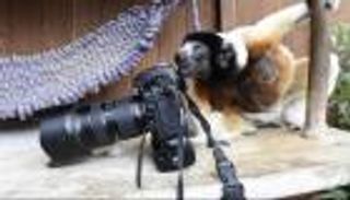 بالصور.. ولادة حيوان نادر مجهول الجنس في فرنسا