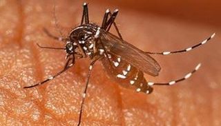 بعوض الملاريا المقاوم للمبيدات - صورة أرشيفية 