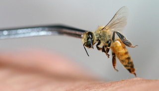 دراسة مصرية: لسعات النحل تعالج آلام أسفل الظهر المزمنة