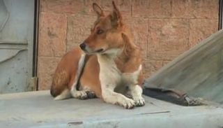 "داء الكلب" يهدد سكان صنعاء 