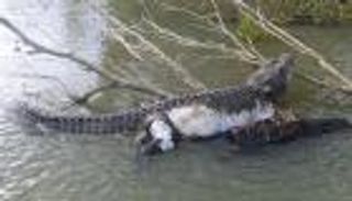 مدينة أسترالية في حداد لمقتل التمساح "المحبوب"