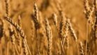 الجزائر تشتري 300 ألف طن قمح من كندا وأمريكا