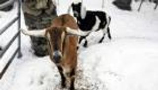 انتخاب "العنزة لينكولن" رئيسة لبلدية أمريكية 