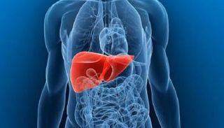 اكتشاف البروتين المسؤول عن تجديد الكبد بعد استئصال جزء منه