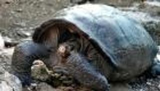 أحدُها أندر كلب في العالم .. 5 حيوانات تظهر بعد إعلان انقراضها