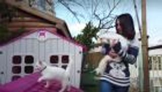 بالصور.. فلسطينية تؤوي قطط الشوارع: أحاول تغيير الثقافة المجتمعية