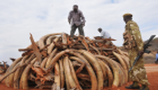 النيجر تضبط كمية قياسية من جيف الحيوانات بحوزة 3 صيادين