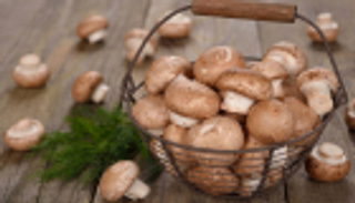 الفطر يقلل خطر تدهور صحة الدماغ لكبار السن