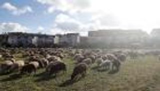 40 قطيعا من الأغنام.. بقايا 7 آلاف عام لمهنة الرعاة الرحّل في سويسرا