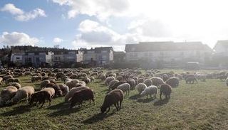 رعاة الأغنام في سويسرا