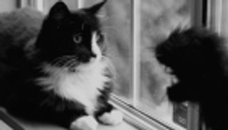 ويليام برادن.. مخرج أمريكي يصنع نجومية القطط بالأفلام القصيرة