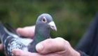 ليونيل ميسي.. طائر بمليون جنيه إسترليني 