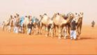 "عزبة الإمارات" تتصدّر المنافسات في مهرجان الملك عبدالعزيز للإبل