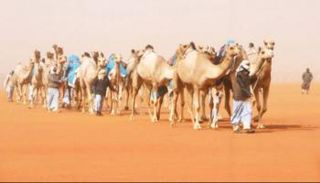 "عزبة الإمارات" تفوز بمسابقة المهرجان في السعودية