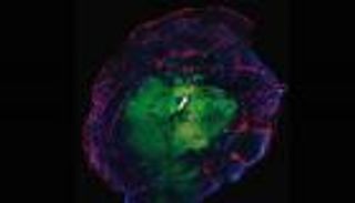 علماء بِجامعة كامبريدج ينجحون في استزراع "دماغ عضوي"