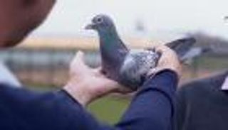 بيع "ميسي الطيور" مقابل 1.4 مليون دولار