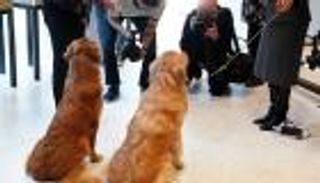 بالصور.. "لابرادور" يحتفظ بلقب أشهر كلب في أمريكا للعام الـ28