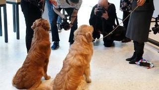 قائمة أشهر 10 كلاب بأمريكا لم تتغيّر عام 2018