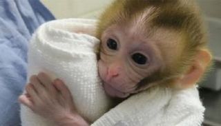 قردة صغيرة تحدث قفزة علمية كبيرة في علاج عقم مصابي السرطان 