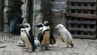 البطريق الأمهق النادر يظهر لأول مرة في حديقة حيوانات بولندية