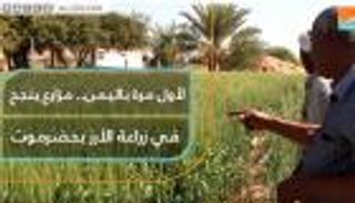 لأول مرة باليمن.. مزارع ينجح في زراعة الأرز بحضرموت