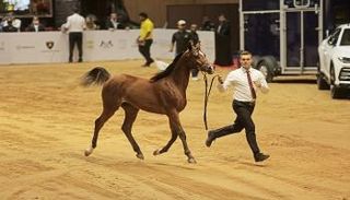 مزاد لؤلؤة دبي 2019