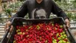 بالصور.. تشيلي تحول أكثر صحاري العالم قحلا إلى مزرعة خضراوات