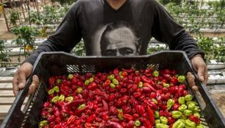 تشيلي تحول أكثر صحاري العالم قحلا إلى مزرعة خضراوات