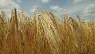 مؤسسة الحبوب السعودية تشتري 730 ألف طن من علف الشعير