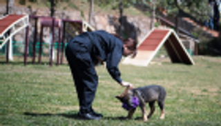 بالصور.. "كونشيون" أول كلب مستنسخ يبدأ تدريباته في قاعدة شرطية بالصين