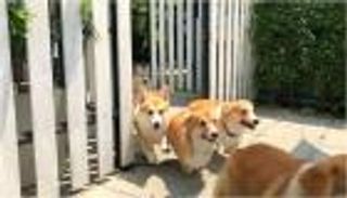 بالصور.. كلاب "كورجي" ترحب بالزوار في مقهى بتايلاند