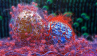 "تسخين الأورام" يزيد فاعلية العلاج بالخلايا التائية