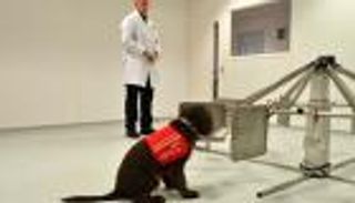 الكلاب قادرة على اكتشاف نوبات الصرع قبل حدوثها