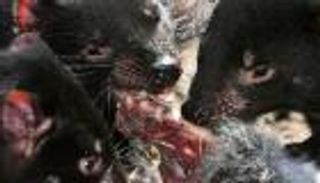 عفاريت تسمانيا تصارع للتغلب على سرطان يهددها بالانقراض