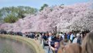 بالصور.. مهرجان أزهار الكرز في واشنطن يجتذب 1.5 مليون زائر