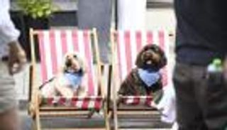 بالصور.. الجينز يسيطر على أزياء أسبوع لندن للكلاب