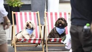 من ختام فعاليات أسبوع لندن للكلاب