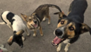 علماء يحذّرون من مخاطر إنفلونزا الكلاب القاتلة