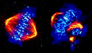 الخلية يمين الصورة عجزت عن الانقسام بسبب غياب البروتين CDK12 