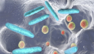 علماء برازيليون: البكتيريا المعوية تزيد خطرَ الإصابة بسرطان القولون