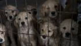 مطالبات حقوقية بإلغاء مزاد علني لبيع 300 جرو