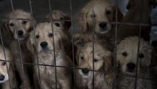 جانب من الكلاب المعروضة في المزاد