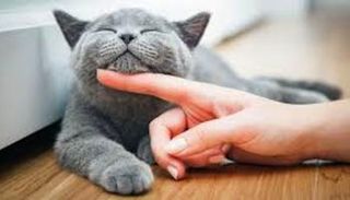 القطط تتعرف على أسمائها وتستجيب للنداء