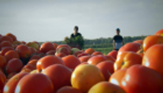 بعد تصديرها سعيا لبعض الدولارات.. الطماطم بضعف السعر في إيران