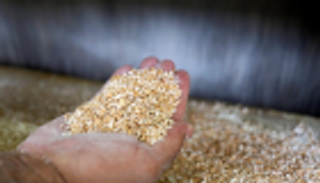 مصر ترفض شحنة "كبيرة" من القمح الفرنسي