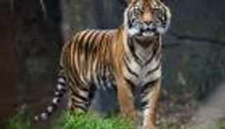 الرعب في جامعة إثيوبية.. نمر يهاجم الطلاب