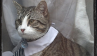 بعد القبض على مالكه.. ما مصير قط مؤسس ويكيليكس؟